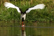 Saddle-billed stork fishing : 2014 Uganda